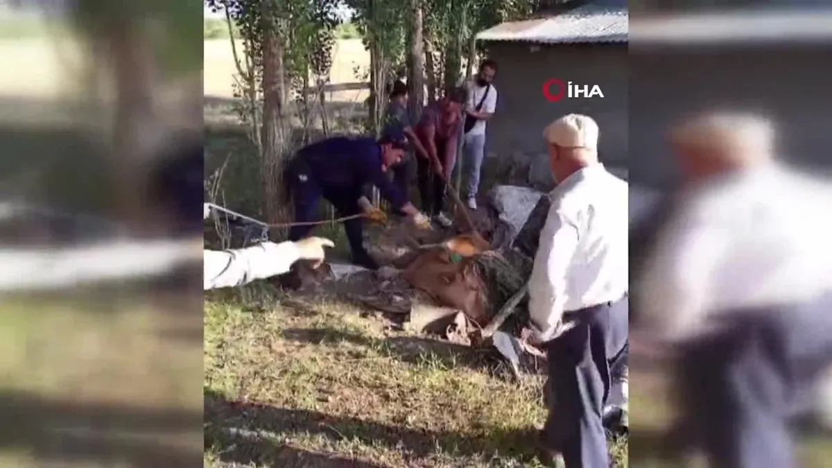 Çukura düşen ineği böyle kurtardılar
