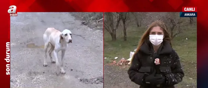 Son dakika: Yine Ankara yine köpek katliamı! - 2