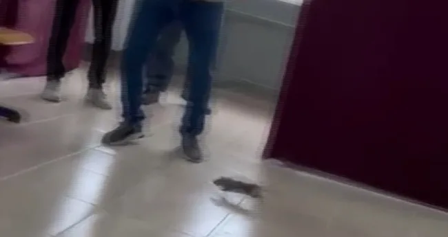 son-dakika-hatay-oy-kullanilan-okulda-fare-panigi-1685279045982.jpg Son dakika: Hatay oy kullanılan okulda fare paniği! - 2