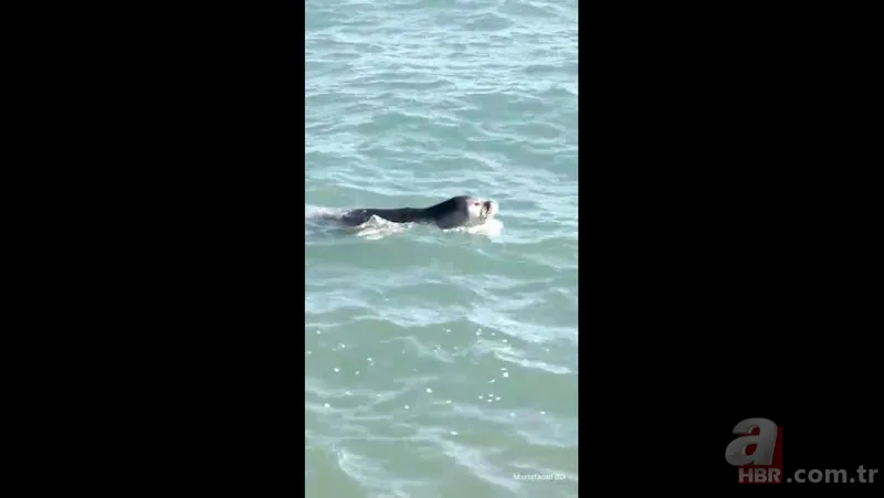 O ilimizde kıyıya yaklaşınca fark edildi! Hemen telefona sarıldılar 2