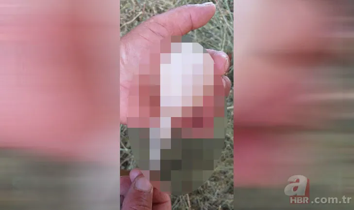 Kümese girdi başına talih kuşu kondu! Tavuğu servet yumurtladı 18