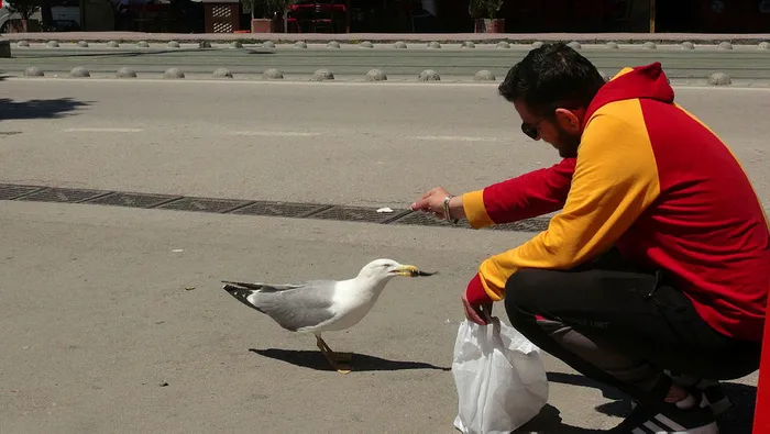 Görenler şaşırıyor: Martı ile esnafın tebessüm ettiren dostluğu - 1
