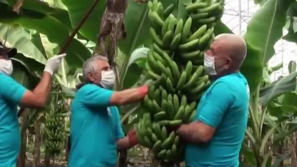 Yerli muzda ’ithal’ oyunu