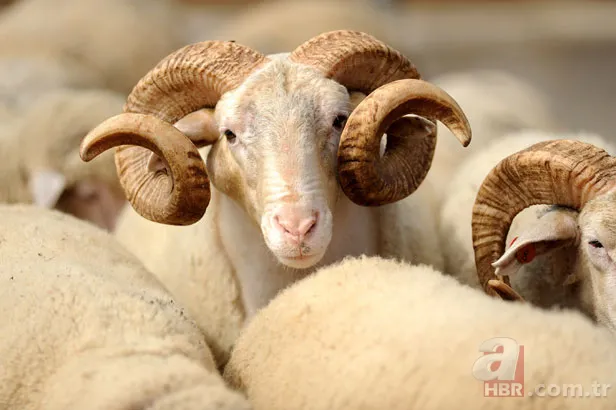 Kurban Bayramı ne zaman? Kurban Bayramı tatili kaç gün? 3