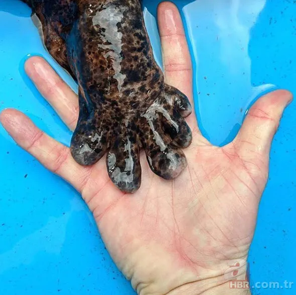 Böylesini daha önce hiç görmediniz 5