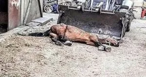 CHP’li İBB’deki at skandalında flaş gelişme