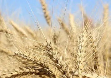 Milli buğdaya 4 yeni çeşit ekleniyor