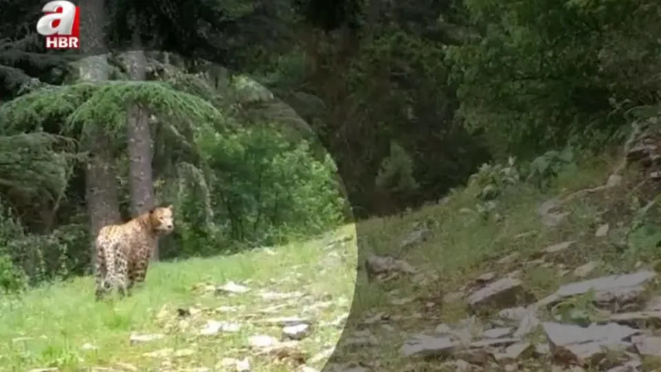 Anadolu Leoparı yeniden görüldü