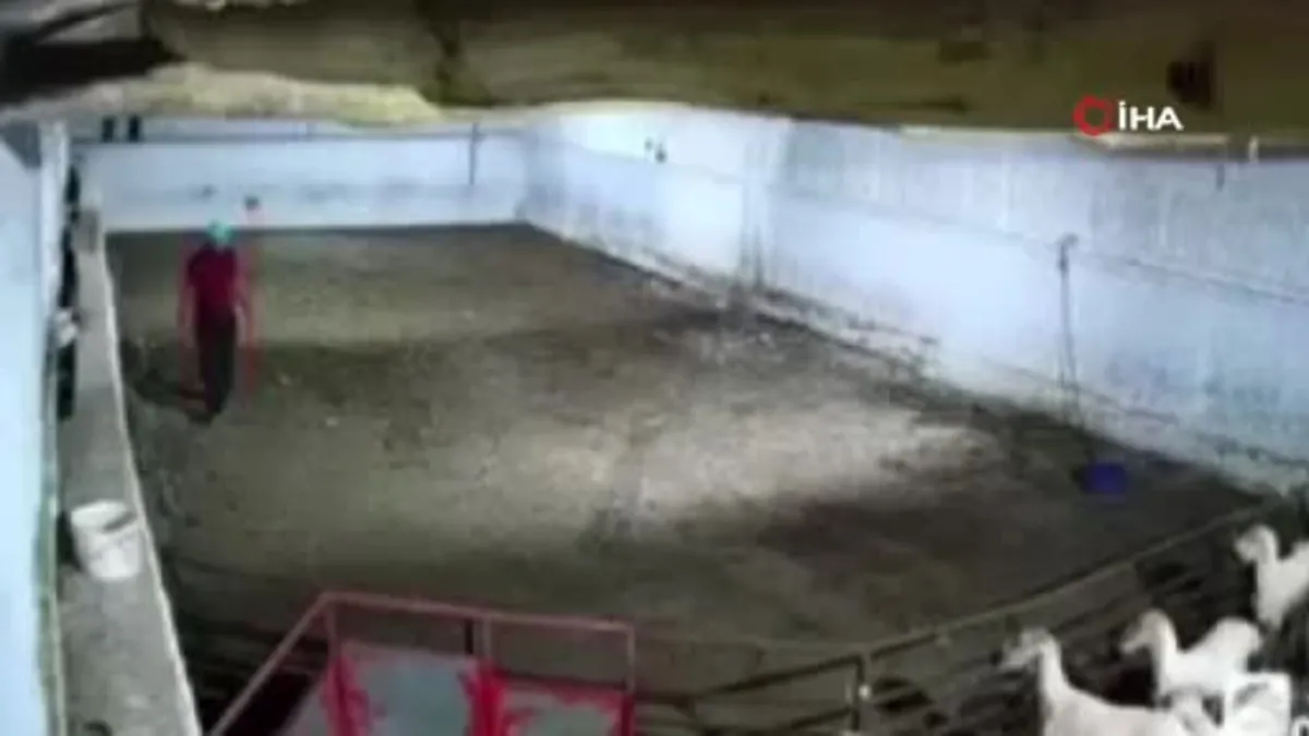 Rahat tavırlı koyun hırsızları kamerada