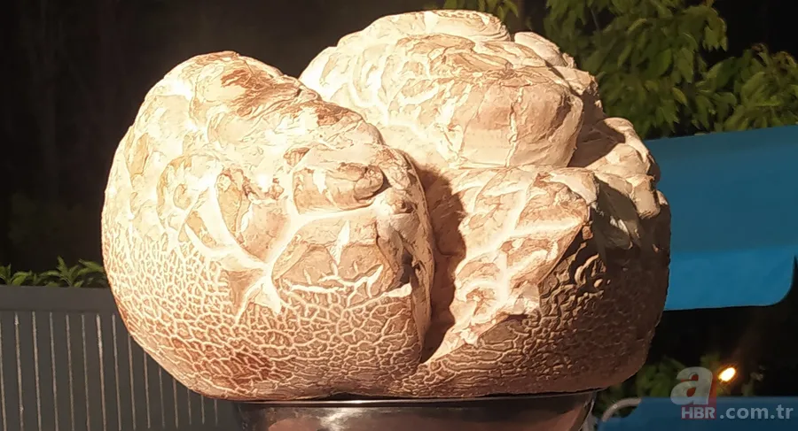 Taş sandı! Gözlerine inanamadı: Şaşırdım kaldım 6