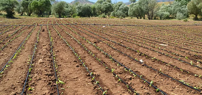Muş'ta çiftçiler tütün ekimine başladı