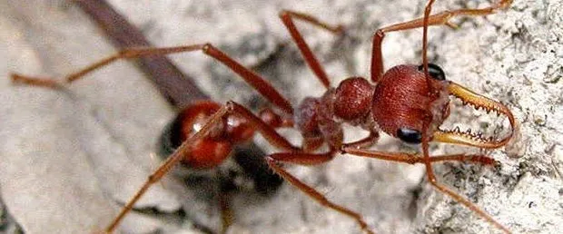 Karıncalar inşa etti! Bilim adamları o görüntülere inanamadı