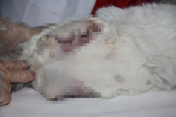 Diyarbakır'da büyü vahşeti: Patileri kesilen kedi kurtarılamadı - 1
