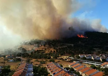 Son dakika: İzmir Dikili'de orman yangını