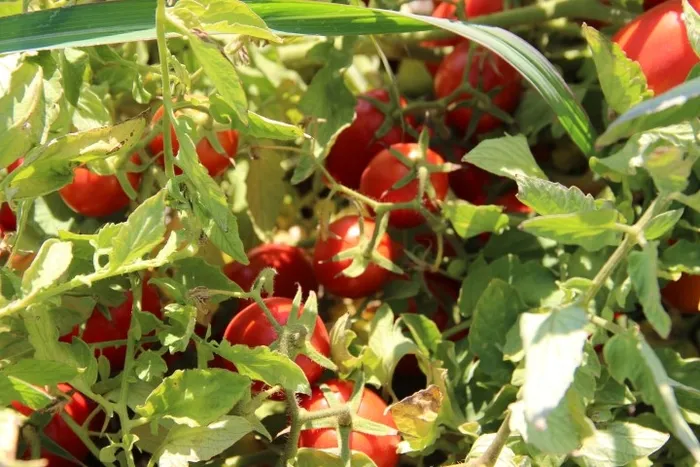 Domates yiyen virüse karşı antikorlu olacak | Özbekistan’da çalışmalar başladı