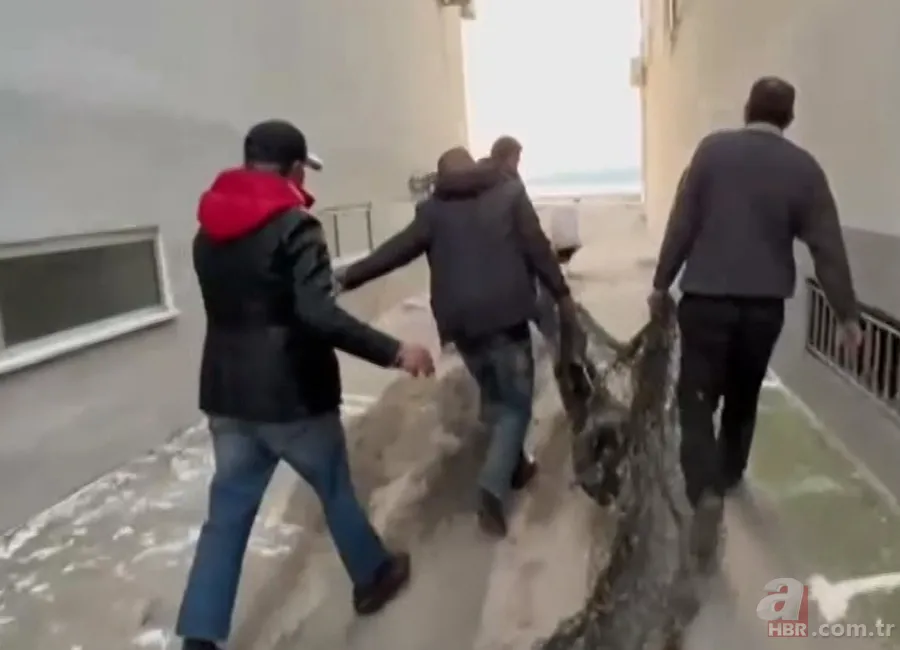 Akdeniz'de görmeye alışmıştık bu kez Balıkesir'de ortaya çıktı! Sokak ortasında görünce gözlerine inanamadılar! 8