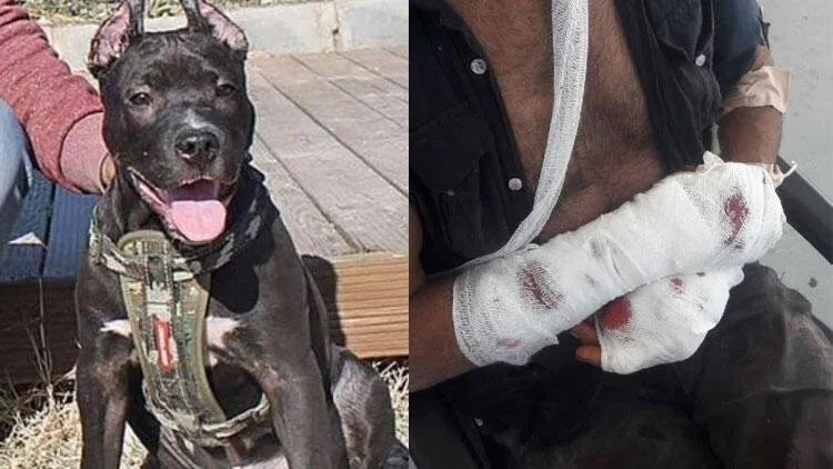 aydin da pitbull sahibini parcaliyordu