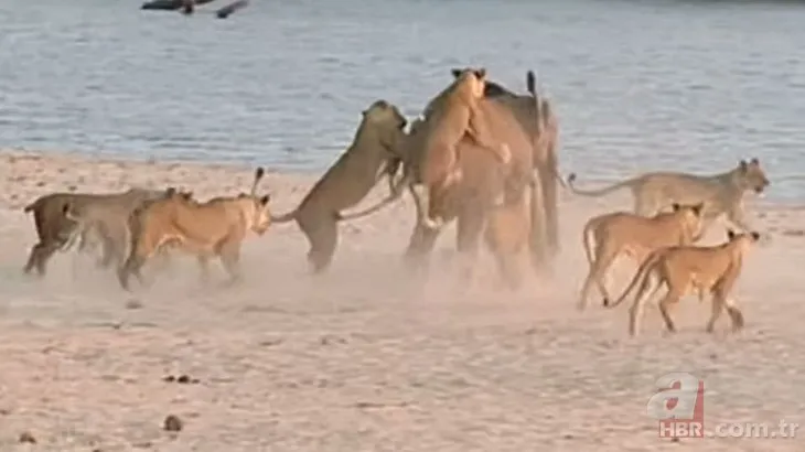 Vahşi doğada inanılmaz anlar! Genç fil aslan sürüsüne karşı karşıya