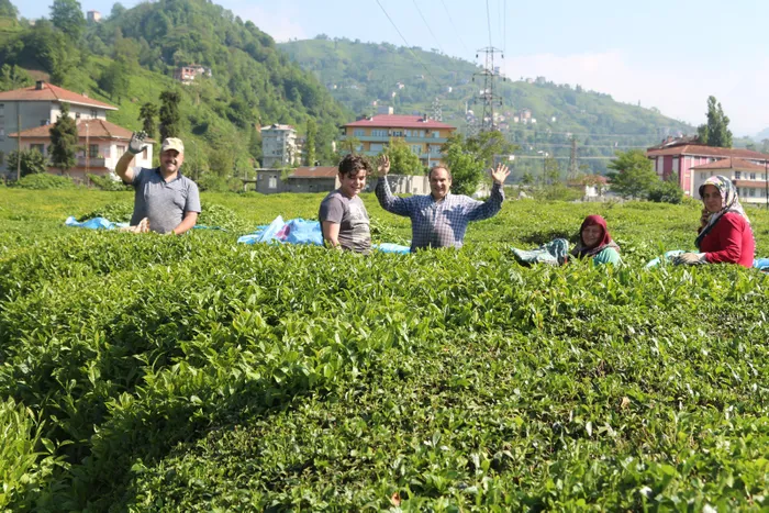 Karadeniz’e 'çay göçü' için 10 gün izole şartı! Bölgeye 100 binin üzerinde kişi bekleniyor - 5