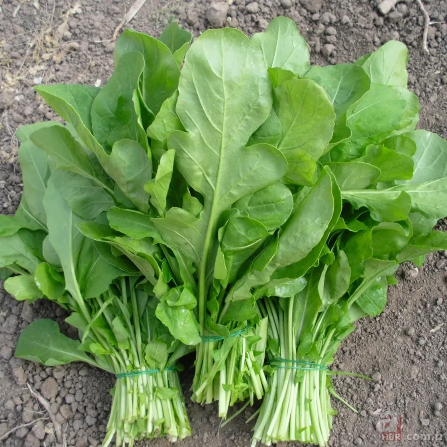 Kan grubuna göre nasıl beslenilmeli? O yeşilliklere dikkat 17