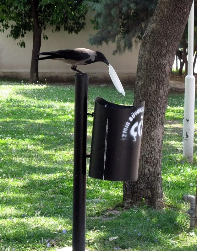 Kargalar ölüm gerçeğini biliyorlar mı? Sırları çözüldü