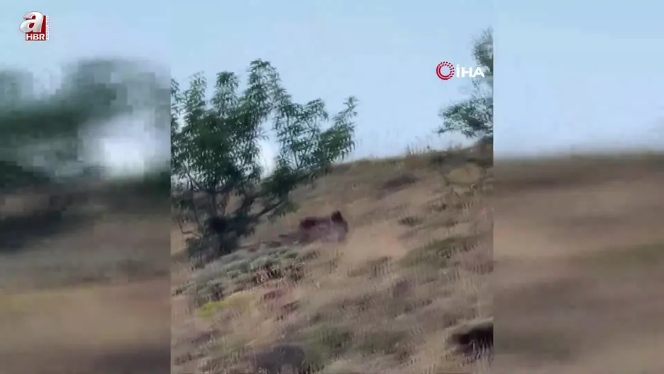 Çoban ayıyı bağırarak korkuttu