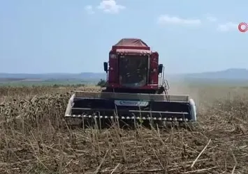 Keşan'da ayçiçeği hasadı başladı
