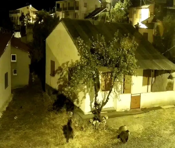 Köy muhtarı güvenlik kamerası görüntüleri izleyince şoke oldu! Ağaca tırmanıp…