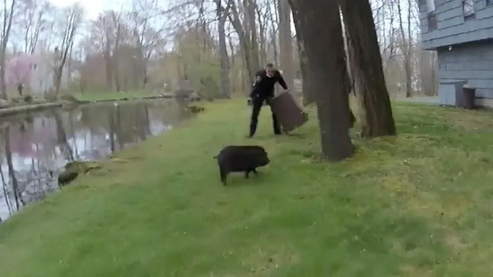 ABD’de polislerin yaban domuzu ile imtihanı böyle kaydedildi | VİDEO