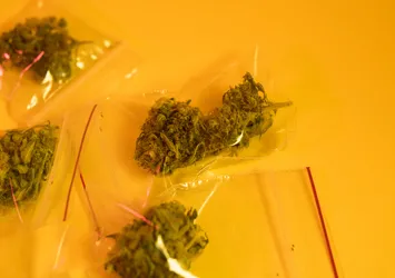 Bonzaiden sonra yeni tehlike: Skunk