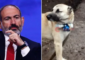 Paşinyan köpekten medet umdu emeline ulaşamadı! Boynuna bomba bağladı Azerbaycan ordusunun mevzilerine gönderdi!