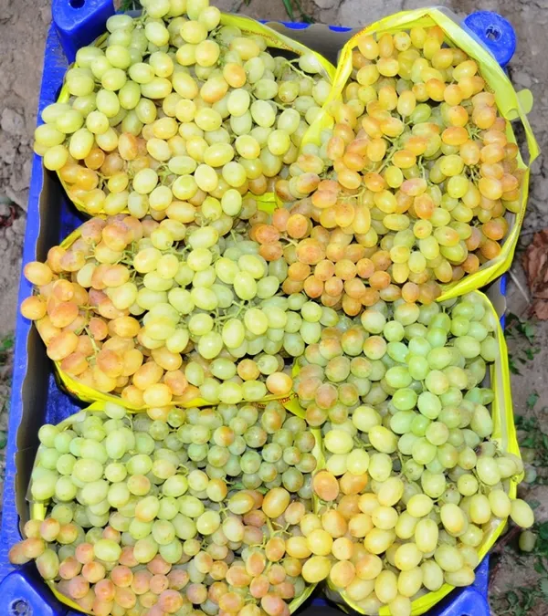 Muhakkak çekirdeğiyle tüketin! Bin derdin şifası üzüm çekirdeğinin faydaları