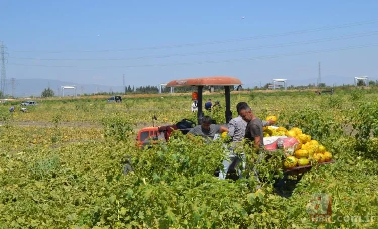 Ücretsiz dağıtıldı duyan akın etti! 220 dönümlük arazide rekor hasat! Üreticiler 600 tonu gözden çıkardı: Araçlarla gelip topladılar 8