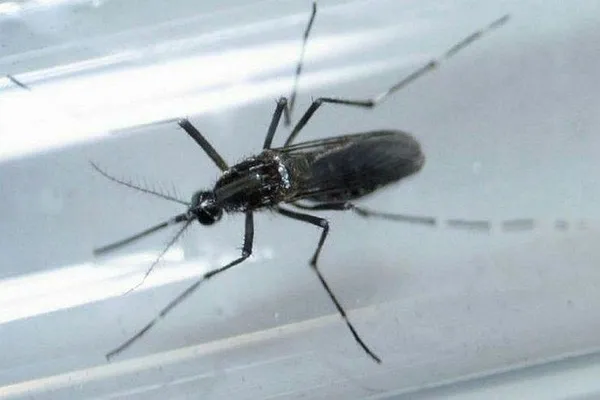 CHP’li Tunç Soyer’den akılalmaz savunma! Sivrisinek ve pis kokunun nedeni bakın neymiş