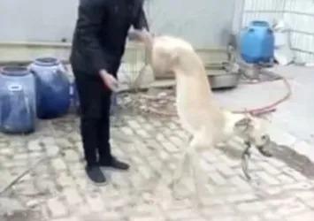 Köpeğini yere vura vura öldürdü!