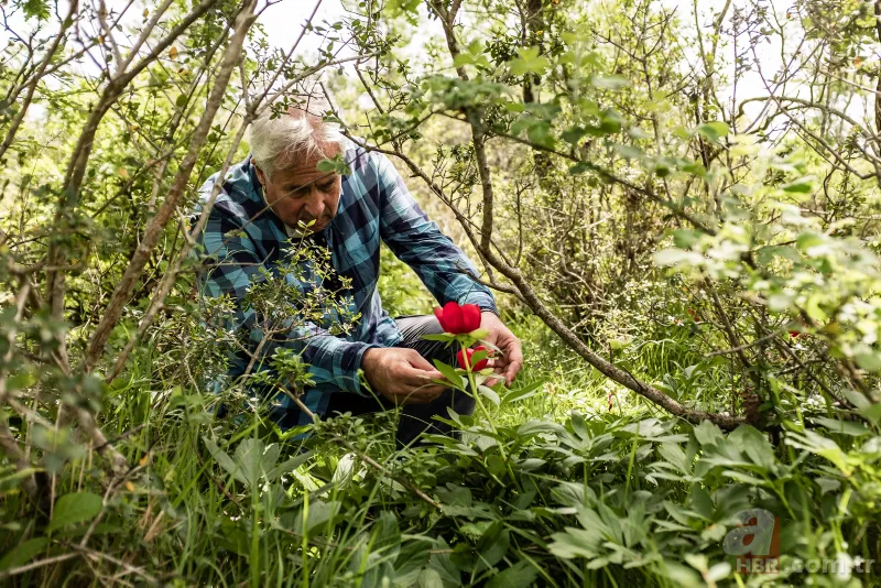 İstanbul'da çok nadir görülüyor! Bu çiçek koparanın elini yakıyor! İşte cezası... 1