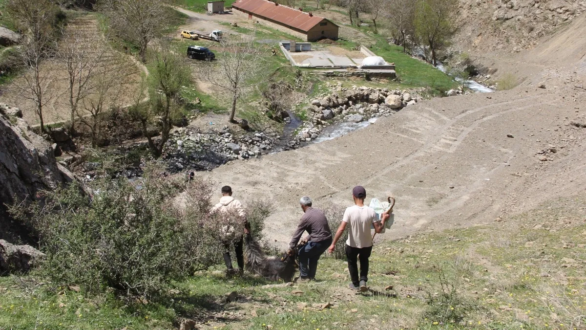 Kurtlar onlarcasını telef etti! Ahır olarak kullanılan mağaraya dadandılar