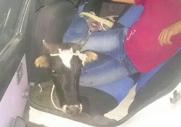 Otomobille inek hırsızlığı!