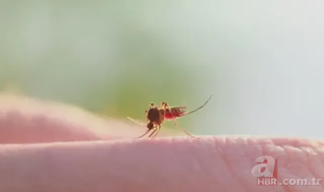 Kurban etinden Adana kebap tarifi! Ustası A Haber’e anlattı, işte o tarif 68