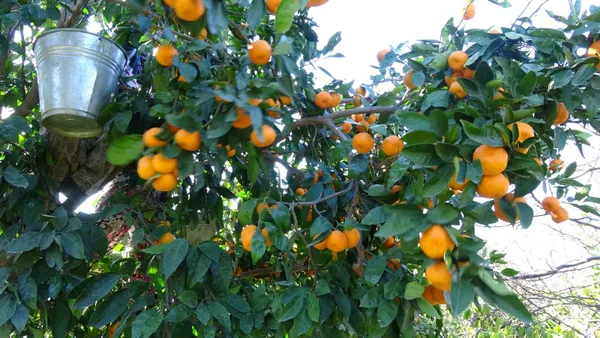 emeklere-yazik-oldu-15-ton-mandalina-yola-sacildi-1607293512412.jpg Emeklere yazık oldu: 15 ton mandalina yola saçıldı - 1