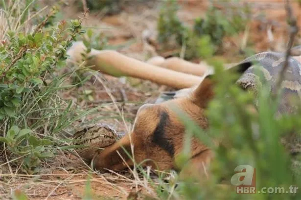 Dağ keçisinin zor anları! Hakkari'deki yoğun kar yağışı onları da olumsuz etkiledi 25