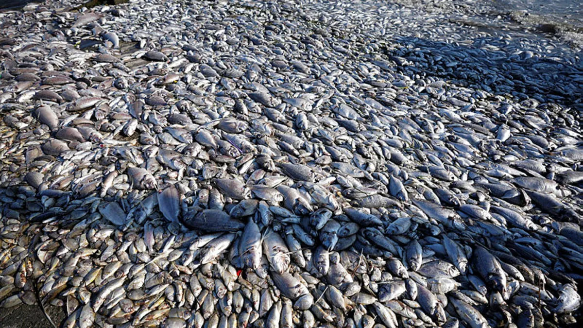 İzmir Körfezi'nde balık ölümleri devam ediyor! Belediye Başkanı Tugay: Balıklar buraya ait değil