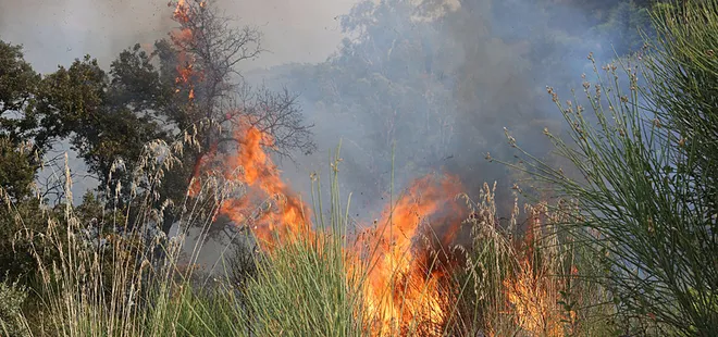 Cezayir’de 16 ayrı noktada orman yangını