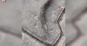 Çift başlı yılan tedirgin etti
