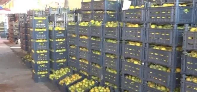Limonun kilosu halde 25 kuruşa düştü! Marketler 6 lira masraf çıkarıyor