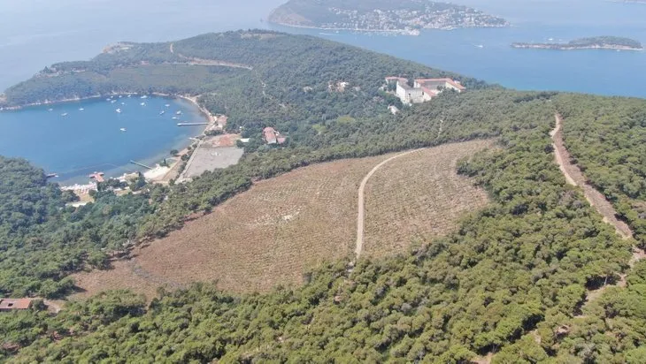 Heybeliada’daki yangının üzerinden 1 geçti! Yeşillendirme çalışmaları meyvesini verdi