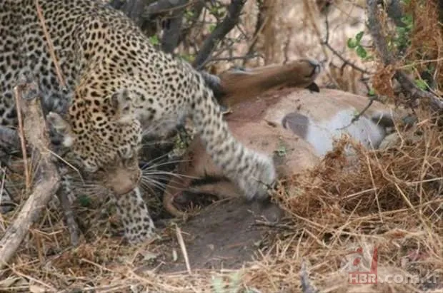 Son dakika: Yeryüzündeki en büyük hayvan bulundu! Böylesi daha önce görülmedi! Tam 98 milyon yıllık! Görenler şokta 17