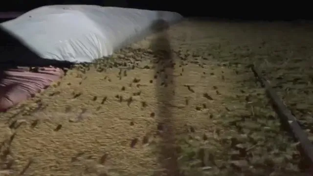 Avustralya'yı fareler bastı! Çiftçiler hükümetten acil yardım istedi - 3