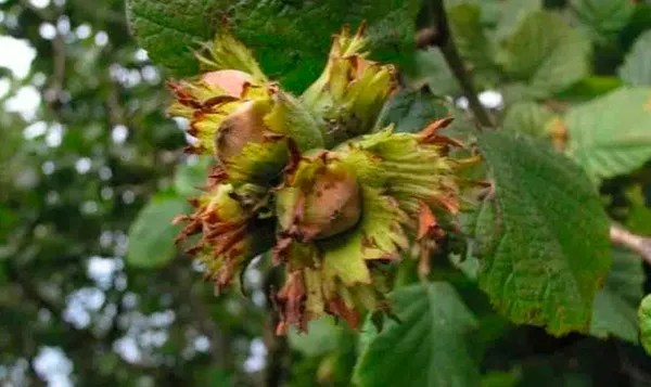 Sanayi ve Teknoloji Bakanlığı 3 ayaklı yeşil projeyle fındığın değerini artıracak