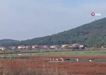 Bursa'da yaban ördekleri suyla buluştu
